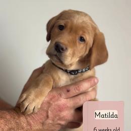 Matilda - Yellow female Labrador Retriever puppy in Lonsdale, Minnesota from Cedar Ridge Labradors
