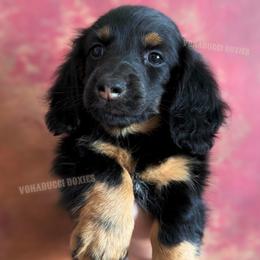 Willie Nelson - Black and tan male Dachshund puppy in Chandler, Arizona from Vonaducci Doxies, LLC.