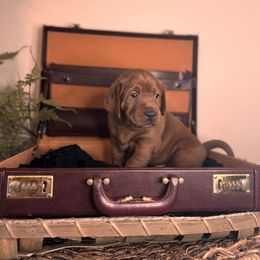 Ciaran 7th  pick male - Yellow Labrador Retriever puppy in Rocky Top, Tennessee from Rocky Top Retrievers and Ranch
