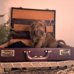 Ciaran 7th  pick male - Yellow Labrador Retriever puppy in Rocky Top, Tennessee from Rocky Top Retrievers and Ranch