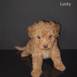Lucky - Apricot female Maltipoo puppy in Palmdale, California from J Designer Puppies