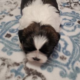 Shih Tzu Puppies from Furever Hometown Shih Tzu
