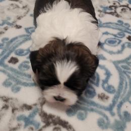 Shih Tzu Puppies from Furever Hometown Shih Tzu