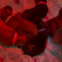 Boerboel Puppies from Sterling Built Boerboels
