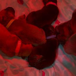 Boerboel Puppies from Sterling Built Boerboels