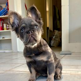 Ophelia - Blue female French Bulldog puppy in Lenora, Kansas from North Fork Frenchies