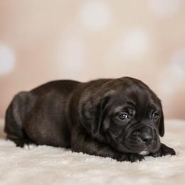 Girl 2 - Black brindle female Cane Corso puppy in Haslet, Texas from Trained To Go Corso Kennels (T.T.G. Corso Kennels)