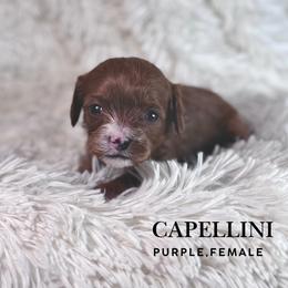 Capellini - Red female Cavapoo puppy in Pagosa Springs, Colorado from Selah Mountain Dogs
