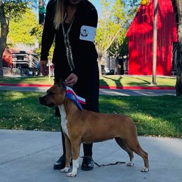 Juice - American Staffordshire Terrier