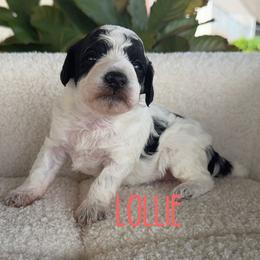 Lolli - Black female Poodle puppy in Salem, Missouri from Meadowbrook Poodles