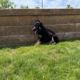 Banjo, Green Collar Male - Black and tan male German Shepherd puppy in Milan, Illinois from Stonewick German Shepherds