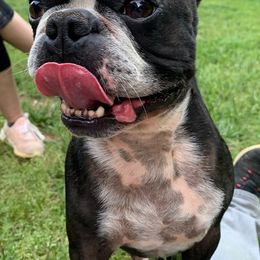 Boston Terriers and Yorkshire Terriers from Bennett Farm