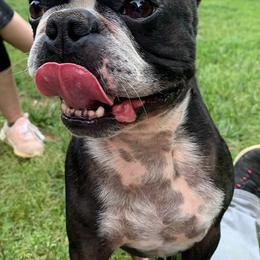 Boston Terriers and Yorkshire Terriers from Bennett Farm