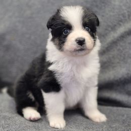 Chip - Black tri-color male Australian Shepherd puppy in Mc Alpin, Florida from RussKris Farms Aussies