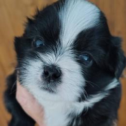 Independence - Indy - Black and white male Shih Tzu puppy in Palmyra, New York from Karen's Tzus of Palmyra-Macedon