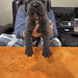 Boy 1 - Gray male Cane Corso puppy in Tennessee from Big Country Cane Corso