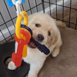 Golden Retriever Puppies from Sandy's Golden Pups