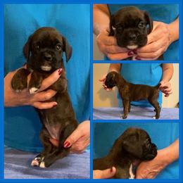 Blue - Brindle female Boxer puppy in Butler, Pennsylvania from Schaible's Boxer Huddle