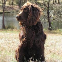 Boykin Spaniel All Grown Up from Cavern Kennels