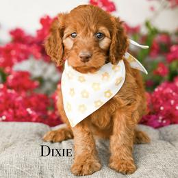 Dixie - Red female Irish Doodle puppy in Tucson, Arizona from Sun Valley Goldendoodles