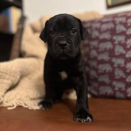 Vader - Black male Cane Corso puppy in Utah from 3Lake Kennelz