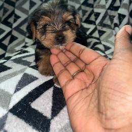 Pumbaa - Black and tan male Yorkipoo puppy in Gastonia, North Carolina from Banks Dynasty Kennel