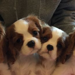 Cavalier King Charles Spaniels from OnTheMark