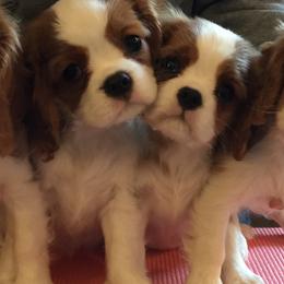 Cavalier King Charles Spaniels from OnTheMark