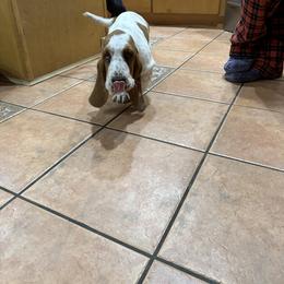 Basset Hound Puppies from Hill Top Basset Hounds & Great Pyrenees