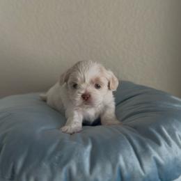 Shih Tzu puppies from Puppy Paper House