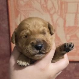 Curtis - Dark golden male Golden Retriever puppy in Princeton, Minnesota from Bewitched Goldens