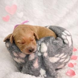 Purple - Apricot female Goldendoodle puppy in Boise, Idaho from Goldendoodle Baby