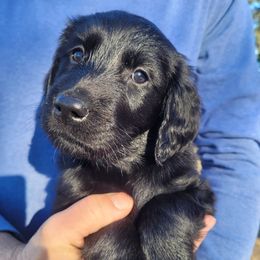 Girl 1 - Black Flat-Coated Retriever puppy in Jackson, Wisconsin from Stonewall Retrievers
