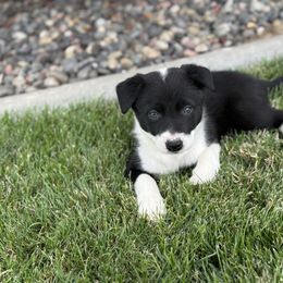 Girl 4 - Black and white female Border Collie puppy in Centerville, Washington from Forthright Farms