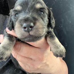 Boston Boy 1 - Black and cream male Dachshund puppy in Bigfork, Minnesota from Dachshunds Up North