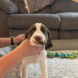 English Springer Spaniel Puppies from Timothy Naylor