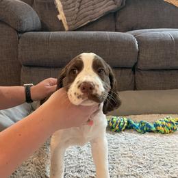 English Springer Spaniel Puppies from Timothy Naylor