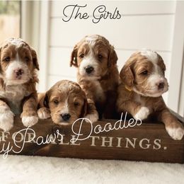 Goldendoodle Puppies from FrillyPaws Doodles