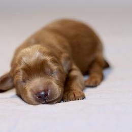 Boy 3 - Caramel red male Australian Labradoodle puppy in Calhoun, Louisiana from Arrowhead Australian Labradoodles
