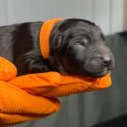 Orange Collar - Black male German Shepherd puppy in Tennessee from Chattanooga Tn German Shepherds