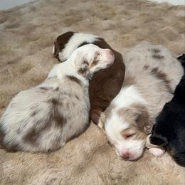 Fable - Red merle male Miniature Australian Shepherd puppy in Shingletown, California from Whiskeytown Aussies