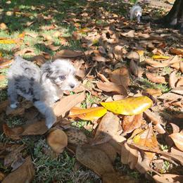 Small mini Sierra - Blue merle female Aussiedoodle puppy in Doerun, Georgia from Twig & Tail Puppies