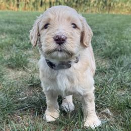 Buck - Fawn and white male Sheepadoodle puppy in Lancaster, Pennsylvania from Bitler Family Puppies
