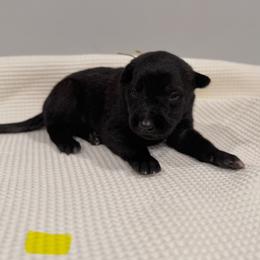 Yellow - Black sable female Belgian Malinois puppy in Muskegon, Michigan from Red Acres Working Line K9s