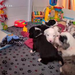 Double Doodle puppies from Raising Doodles