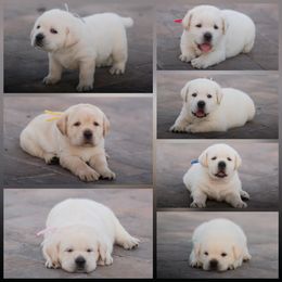 Labrador Retriever Puppies from ROCK CREEK LABRADORS