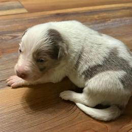 Tanner boy - Lilac merle male Border Collie puppy in Fairview, Tennessee from Hoffman Forest Acres LLC