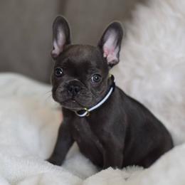 French Bulldog Puppies from Poppy’s Frenchies
