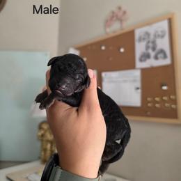Rocket - Phantom male Poodle puppy in Plainfield, New Jersey from Caris Paws Poodles and Labradoodles