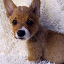 REDUCED “Cadbury” (Dark Green Boy) - Sable Pembroke Welsh Corgi puppy in Oregon City, Oregon from Lavendel Corgis